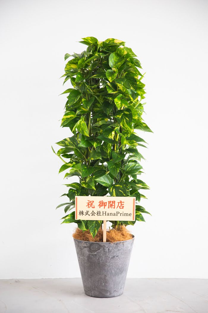 観葉植物 ポトス 8号鉢 公式 Hanaprime 花と植物のギフト通販