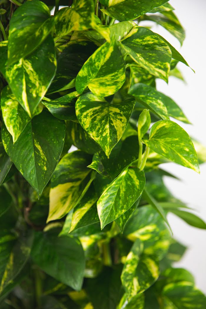 観葉植物 ポトス（8号鉢）｜HanaPrime（ハナプライム）