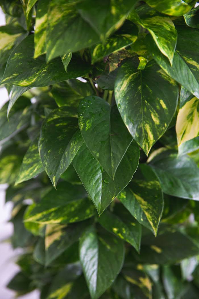 観葉植物 ポトス（8号鉢）｜HanaPrime（ハナプライム）