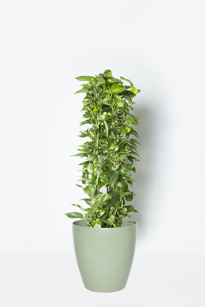 観葉植物 ポトス 8号鉢 公式 Hanaprime 花と植物のギフト通販 観葉植物 ポトス 8号鉢 公式 Hanaprime 花と植物のギフト通販