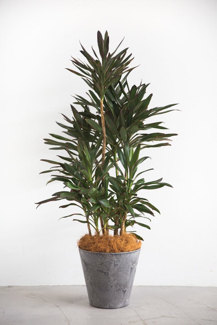 観葉植物 コルジリネサンゴ