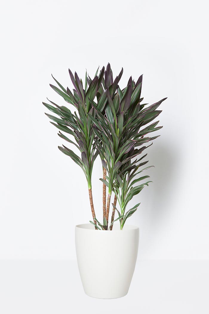 観葉植物 コルジリネサンゴ 7号鉢 公式 Hanaprime 花と植物のギフト通販