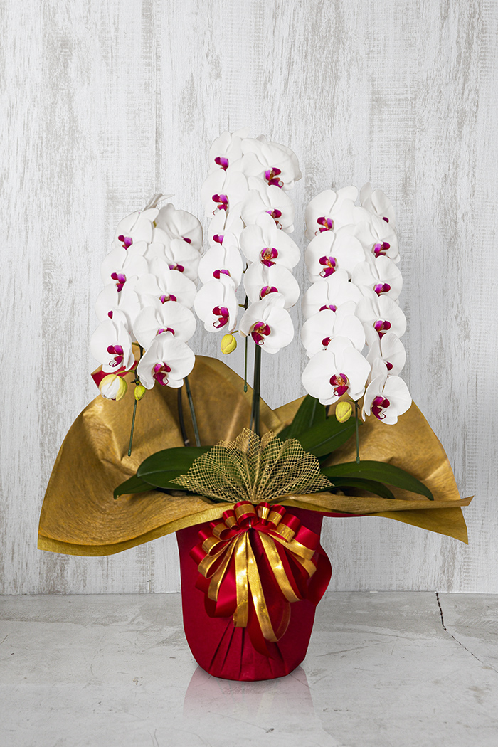 胡蝶蘭 大輪 30輪～33輪 3本立ち 赤リップ