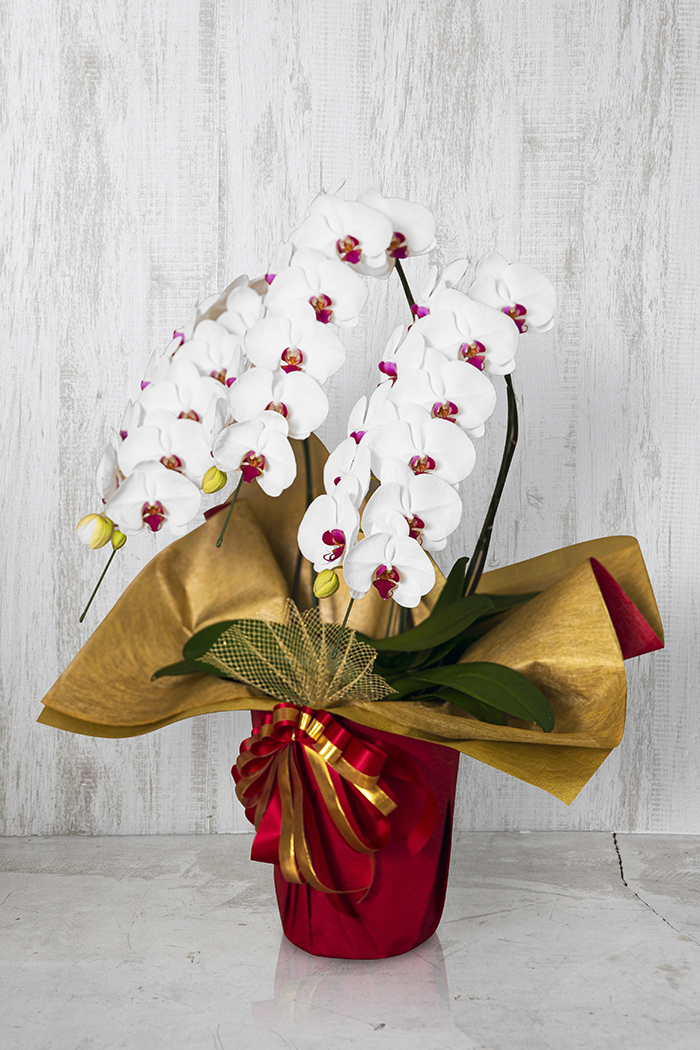 胡蝶蘭 大輪 30輪～33輪 3本立ち 赤リップ