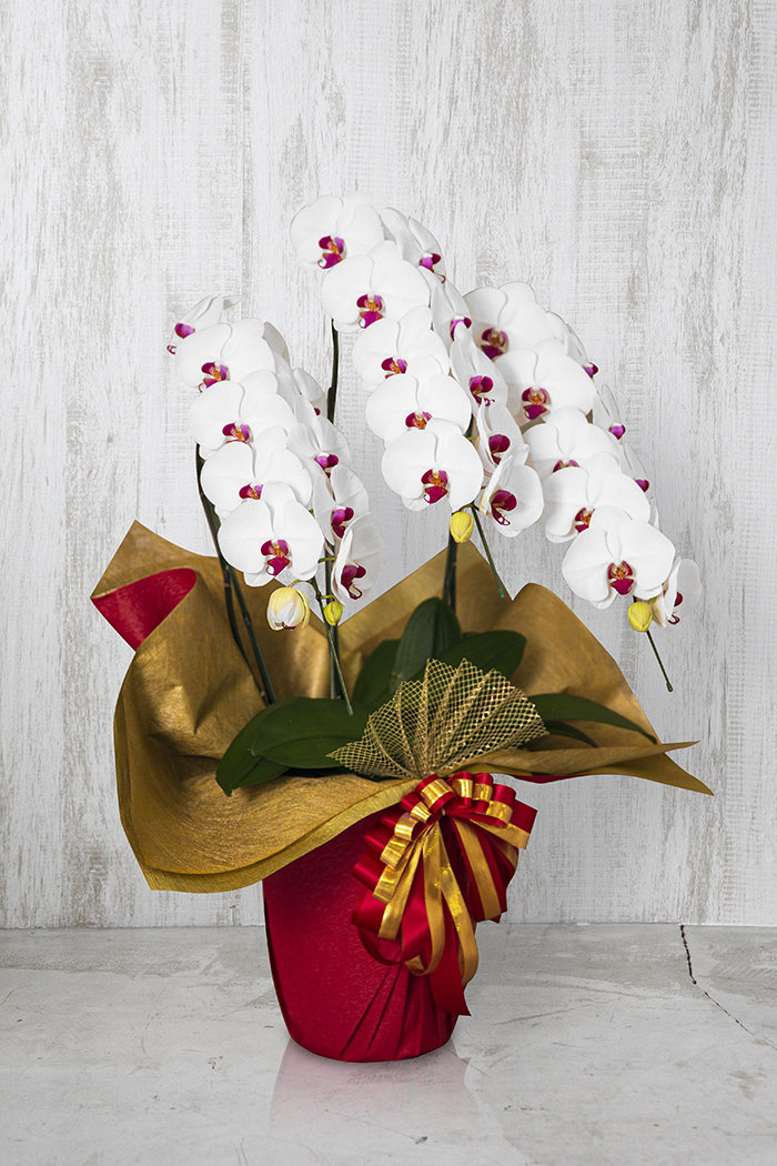 胡蝶蘭 大輪 30輪～33輪 3本立ち 赤リップの写真3枚目