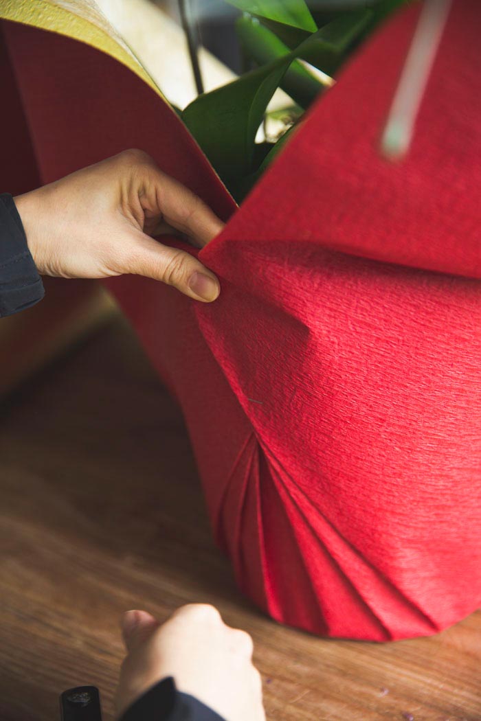 胡蝶蘭 大輪 30輪～33輪 3本立ち 赤リップの写真5枚目