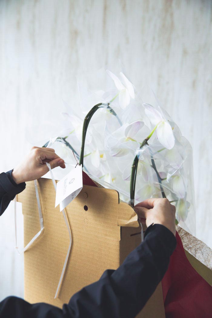 胡蝶蘭 大輪 30輪～33輪 3本立ち 赤リップの写真9枚目