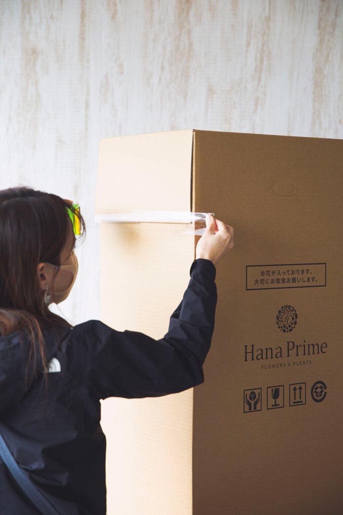 胡蝶蘭 大輪 30輪～33輪 3本立ち 赤リップの写真10枚目