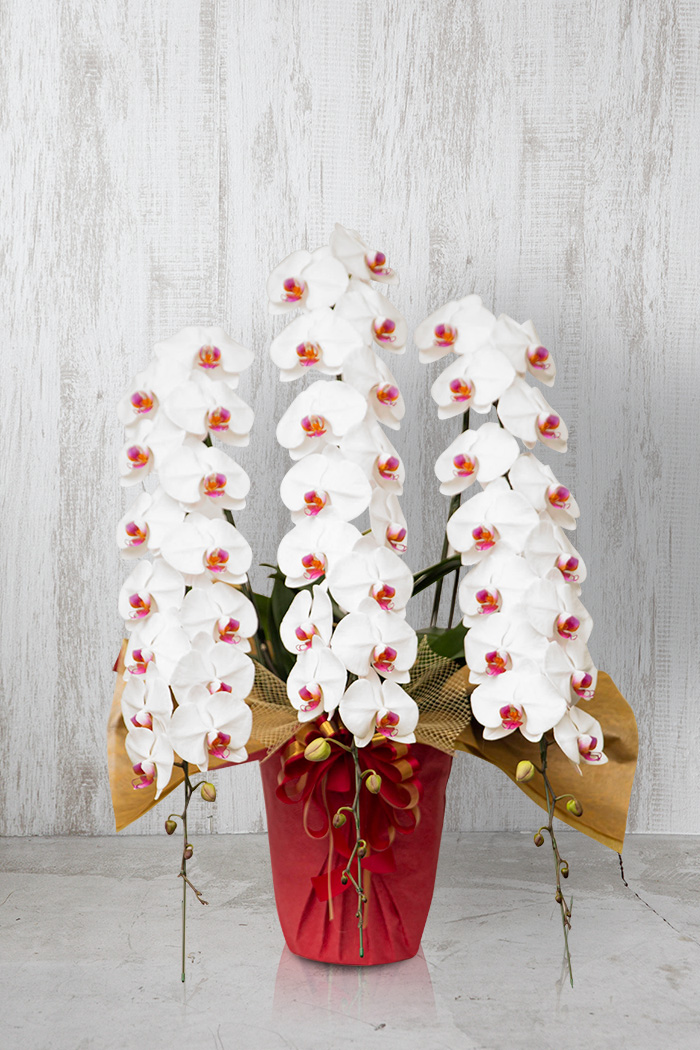 胡蝶蘭 大輪 51輪～54輪 3本立ち 赤リップの写真1枚目