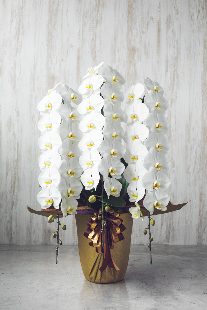 胡蝶蘭 大輪 42輪 45輪 3本立ち 白 公式 Hanaprime 花と植物のギフト通販