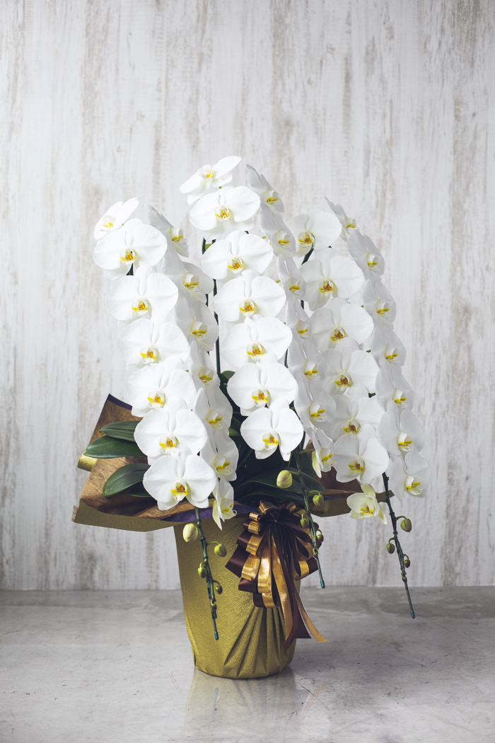 胡蝶蘭 大輪 42輪～45輪 3本立ち 白の写真3枚目