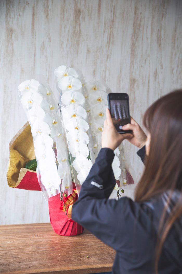 胡蝶蘭 大輪 42輪～45輪 3本立ち 白の写真6枚目