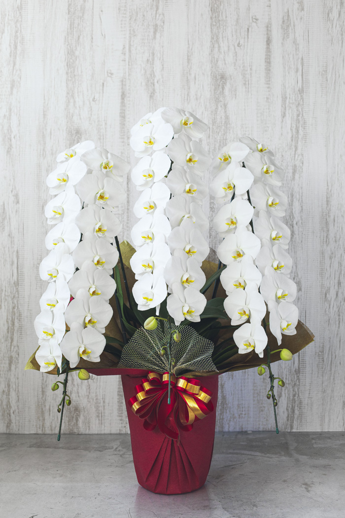 胡蝶蘭 45輪 48輪 3本立ち 白 公式 Hanaprime 花と植物のギフト通販