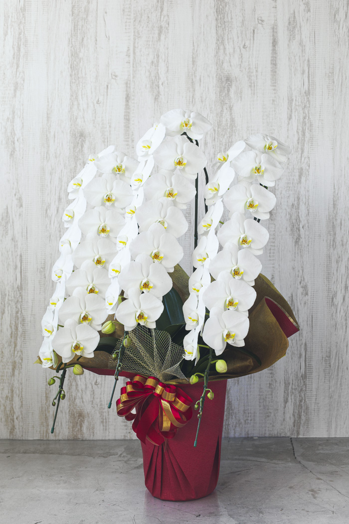 胡蝶蘭 大輪 45輪～48輪 3本立ち 白