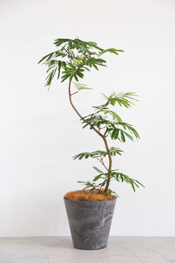 観葉植物 エバーフレッシュ（8号鉢）