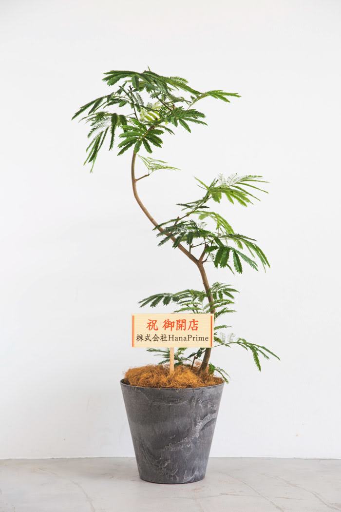 観葉植物 エバーフレッシュ（8号鉢）