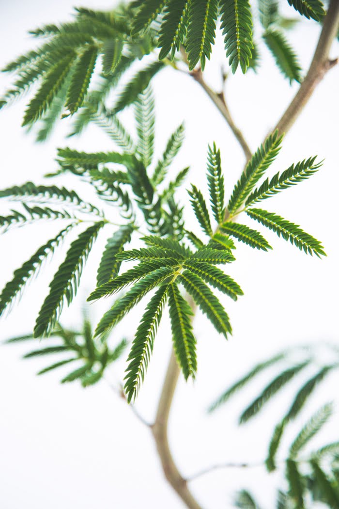 エバーフレッシュ 8号 エバーフレッシュ8号鉢植え（曲がり） の通販 | 園芸ネット