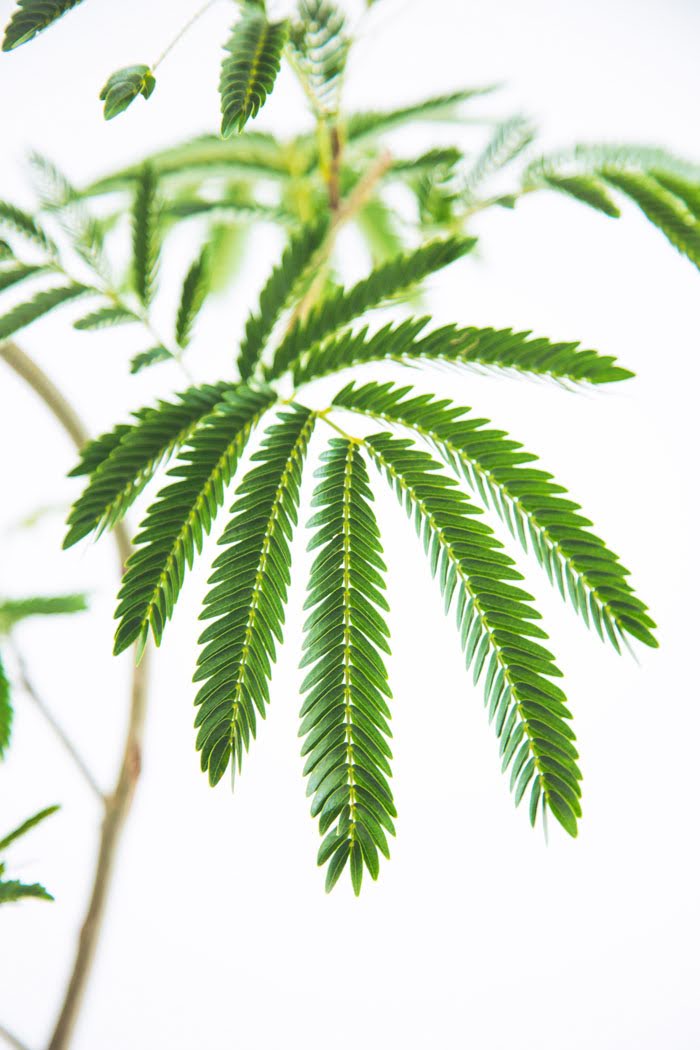観葉植物 エバーフレッシュ(8号鉢)|HanaPrime(ハナプライム) 観葉植物 エバーフレッシュ(8号鉢)|HanaPrime(ハナプライム)