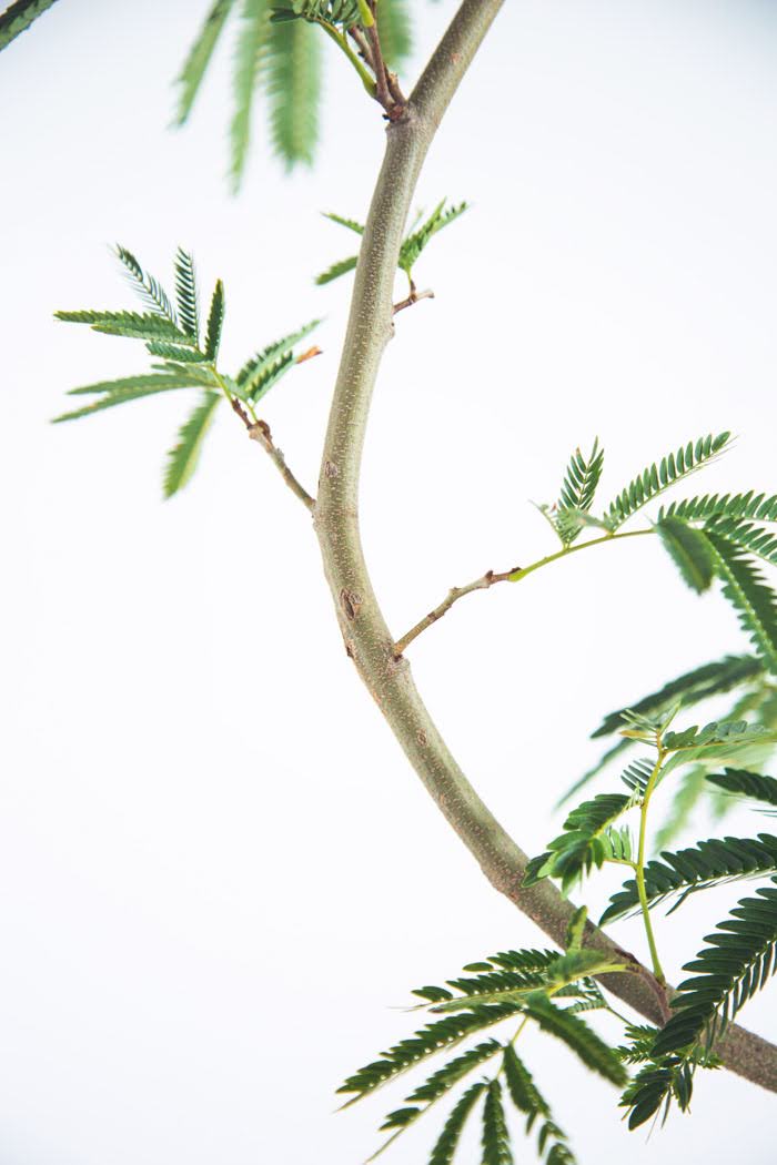 観葉植物 エバーフレッシュ(8号鉢)|HanaPrime(ハナプライム) 観葉植物 エバーフレッシュ(8号鉢)|HanaPrime(ハナプライム)