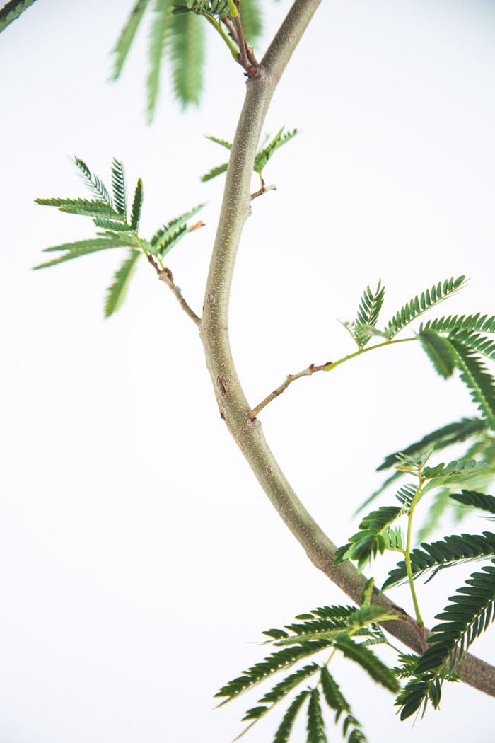 観葉植物 エバーフレッシュ（8号鉢）の写真6枚目