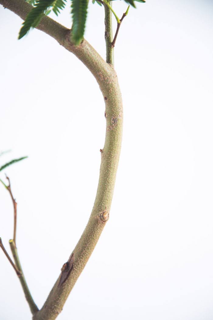 観葉植物 エバーフレッシュ（8号鉢）｜HanaPrime（ハナプライム）