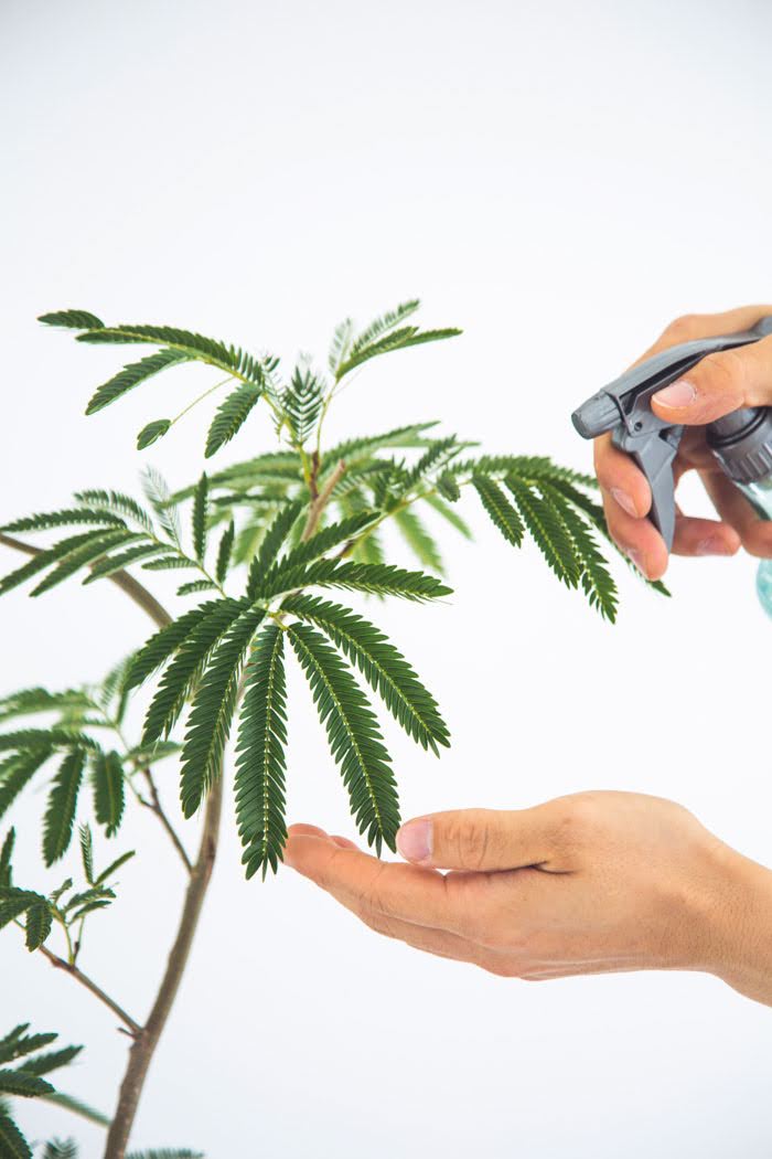 エバーフレッシュ 2 観葉植物 エバーフレッシュ（8号鉢）｜HanaPrime（ハナプライム）