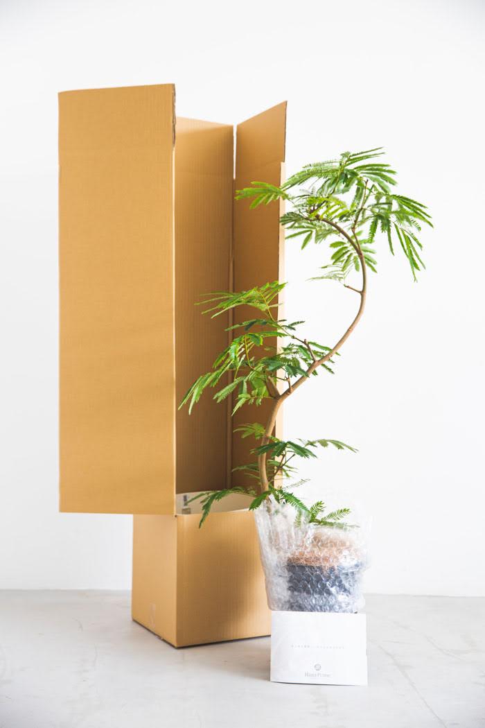 観葉植物 エバーフレッシュ(8号鉢)|HanaPrime(ハナプライム) 観葉植物 エバーフレッシュ(8号鉢)|HanaPrime(ハナプライム)