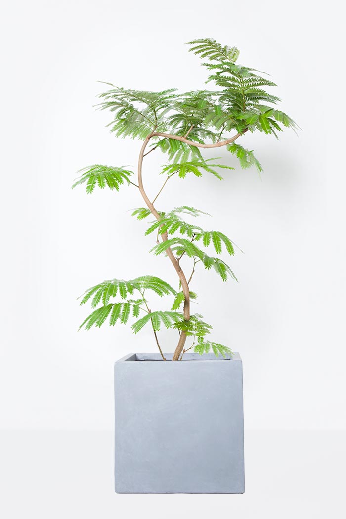 観葉植物 エバーフレッシュ 8号鉢 公式 Hanaprime 花と植物のギフト通販