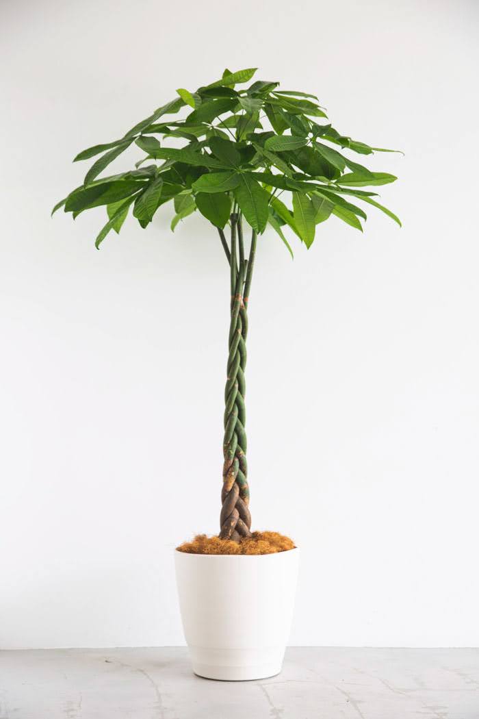 観葉植物 パキラ（10号鉢）