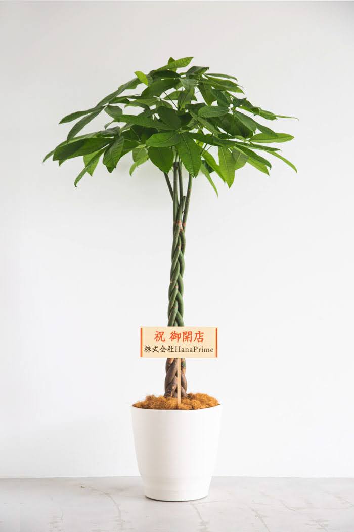 観葉植物 パキラ 10号鉢 公式 Hanaprime 花と植物のギフト通販
