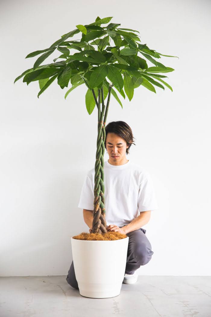 観葉植物 パキラ（10号鉢）の写真3枚目