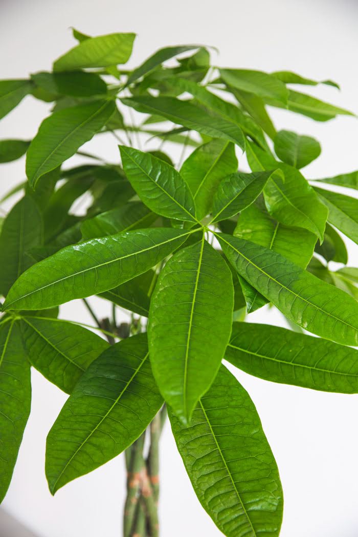 観葉植物 パキラ（10号鉢）の写真4枚目