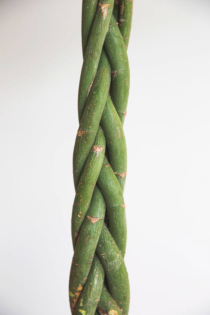 観葉植物 パキラ（10号鉢）の写真5枚目