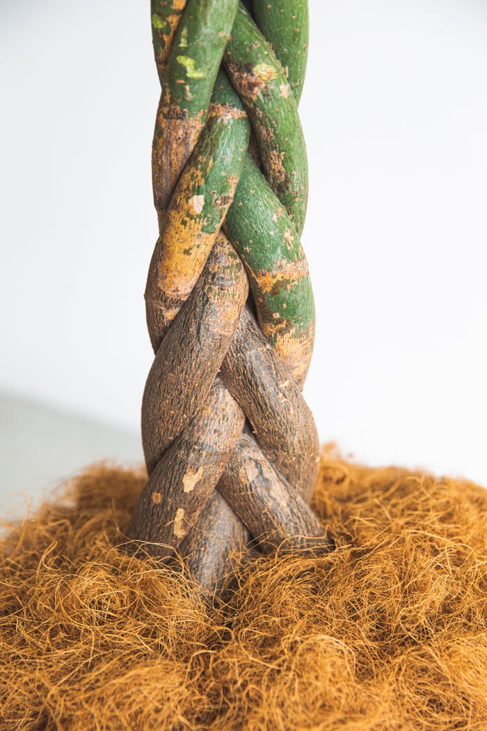 観葉植物 パキラ（10号鉢）の写真6枚目