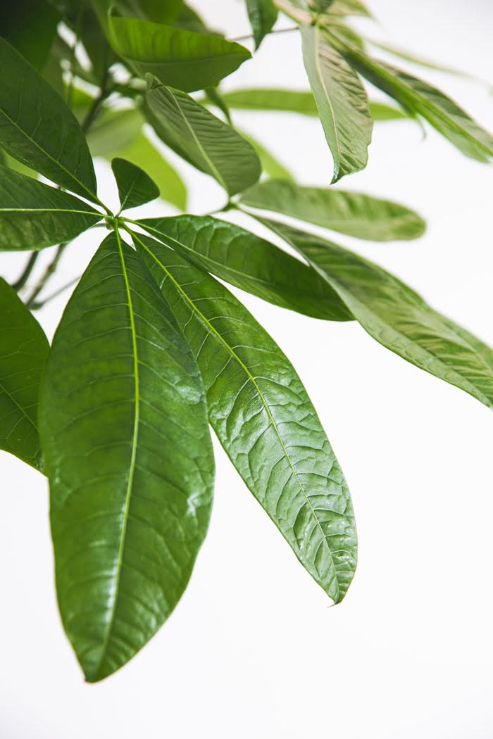 観葉植物 パキラ（10号鉢）の写真7枚目