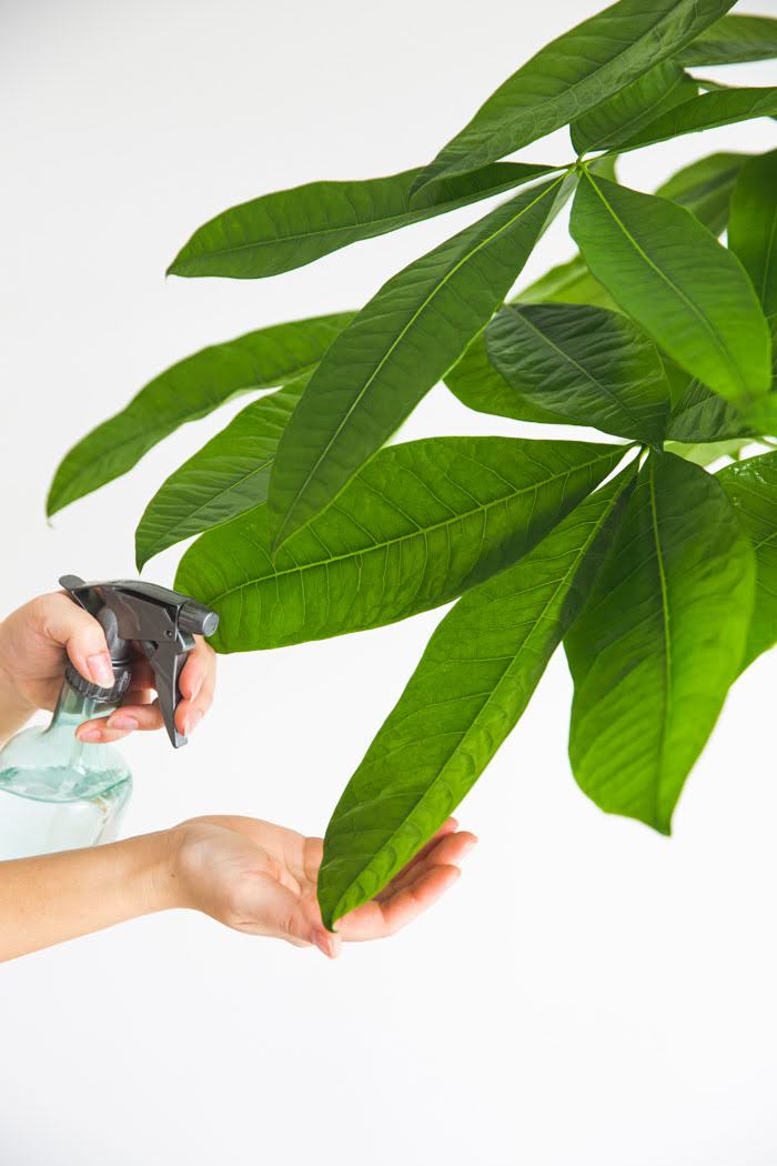 観葉植物 パキラ（10号鉢）の写真8枚目