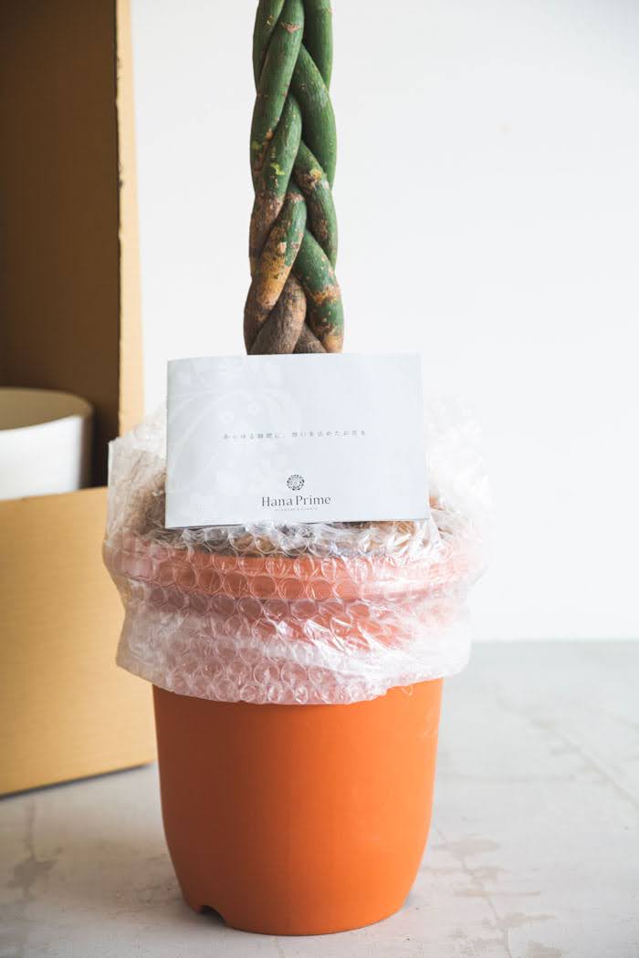 観葉植物 パキラ（10号鉢）の写真9枚目