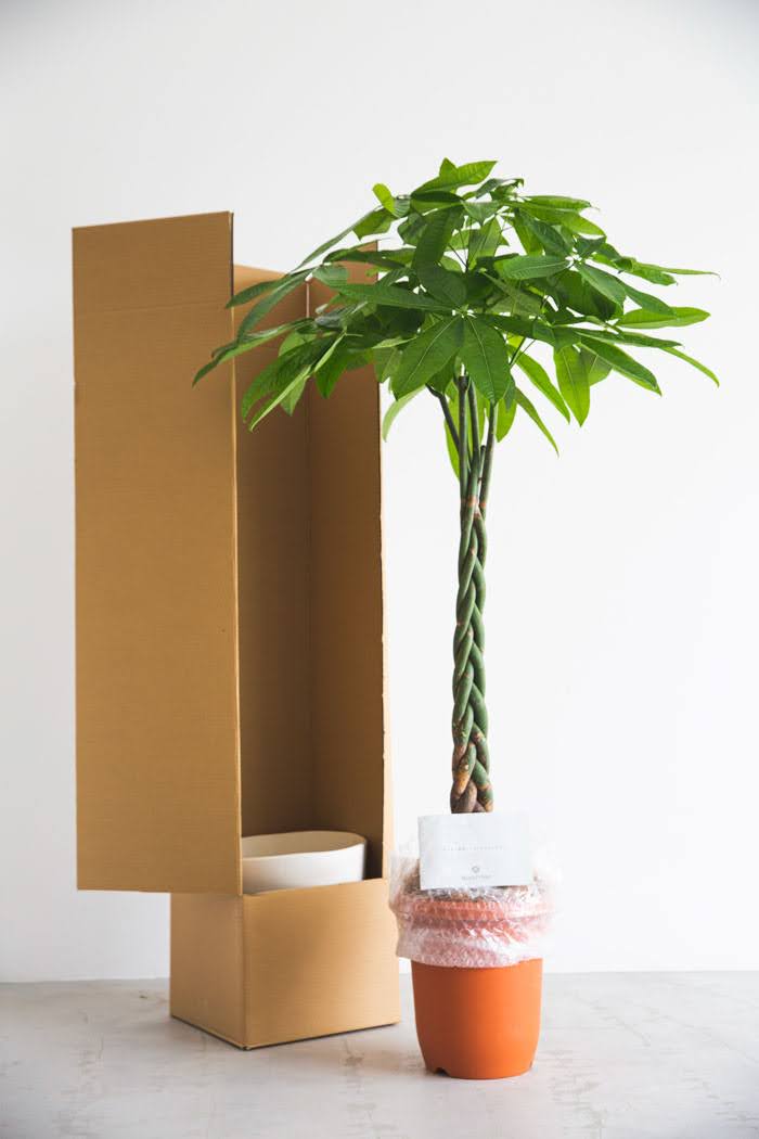 観葉植物 パキラ（10号鉢）の写真10枚目