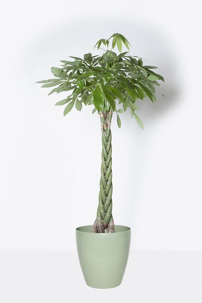 観葉植物 パキラ 10号鉢 公式 Hanaprime 花と植物のギフト通販