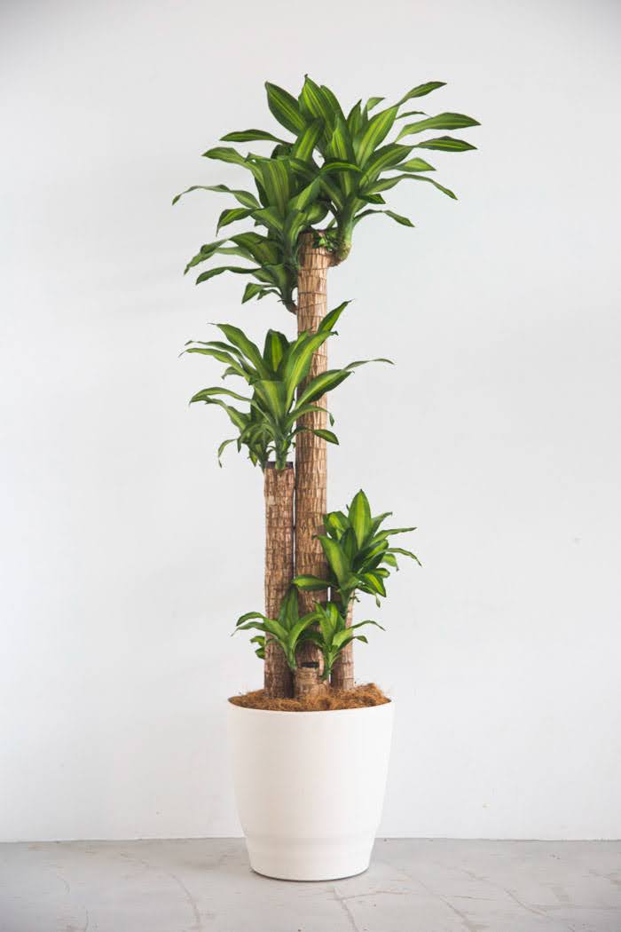 観葉植物 幸福の木 ドラセナ マッサンゲアナ 10号鉢 公式 Hanaprime 花と植物のギフト通販