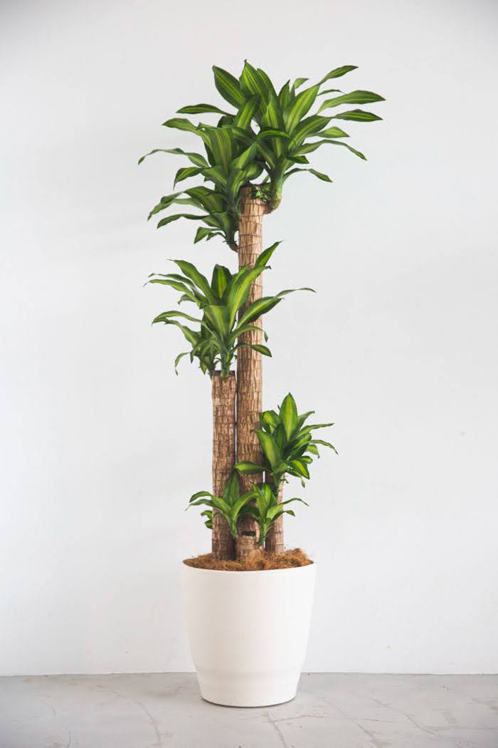 観葉植物 ドラセナ マッサンゲアナ 10号鉢 公式 Hanaprime 花と植物のギフト通販