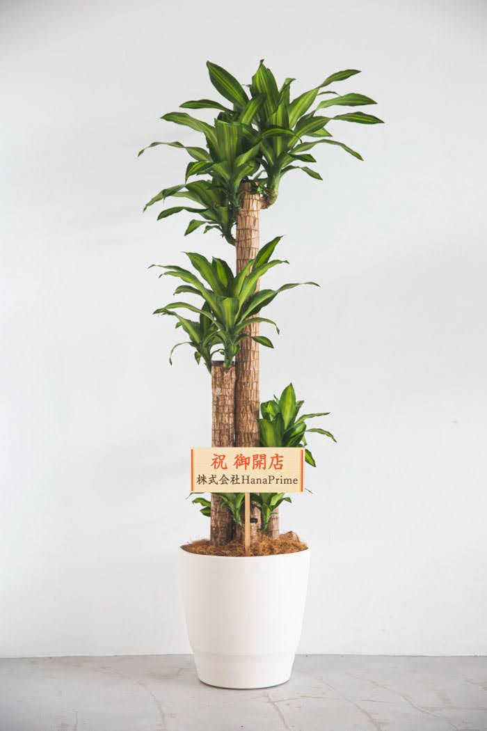 観葉植物  幸福の木 ドラセナ マッサンゲアナ（10号鉢）の写真2枚目