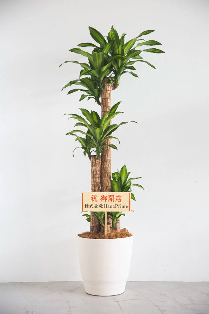 観葉植物 ドラセナ マッサンゲアナ（10号鉢）
