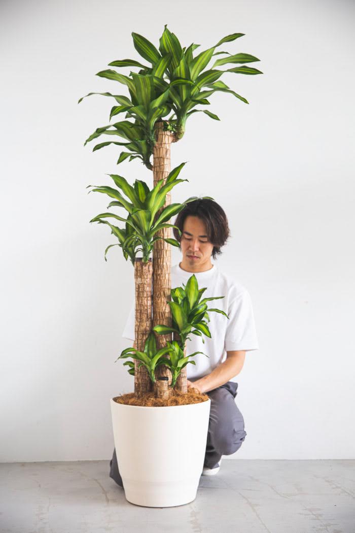 観葉植物  幸福の木 ドラセナ マッサンゲアナ（10号鉢）の写真3枚目