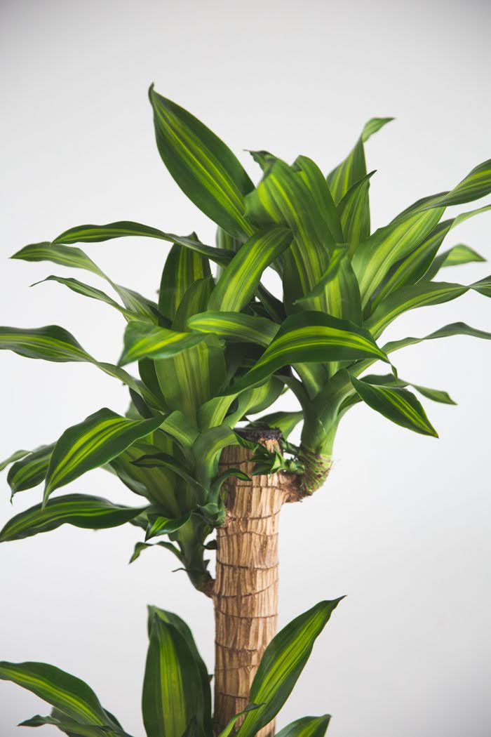 観葉植物 ドラセナ マッサンゲアナ（10号鉢）の写真4枚目