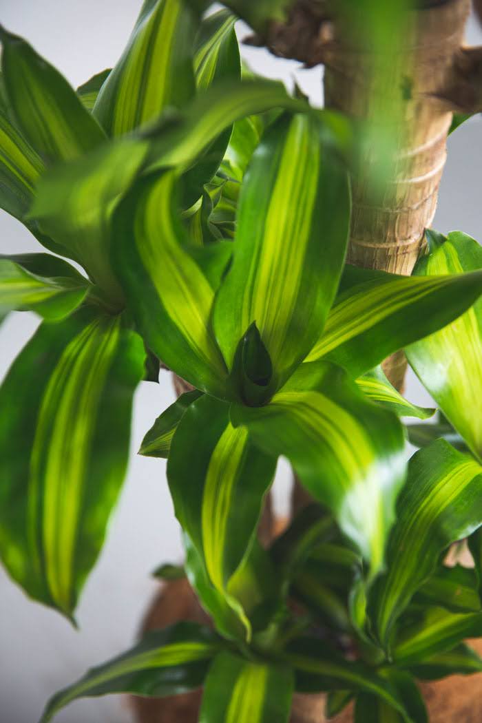 観葉植物 ドラセナ マッサンゲアナ（10号鉢）の写真5枚目