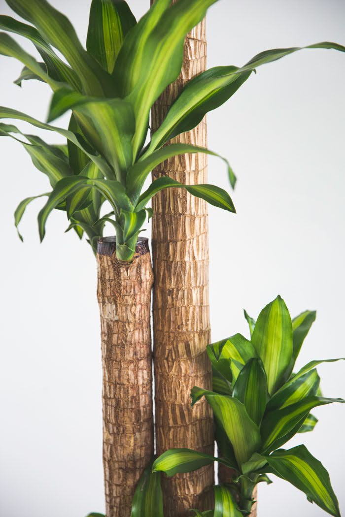 観葉植物 ドラセナ マッサンゲアナ（10号鉢）の写真6枚目