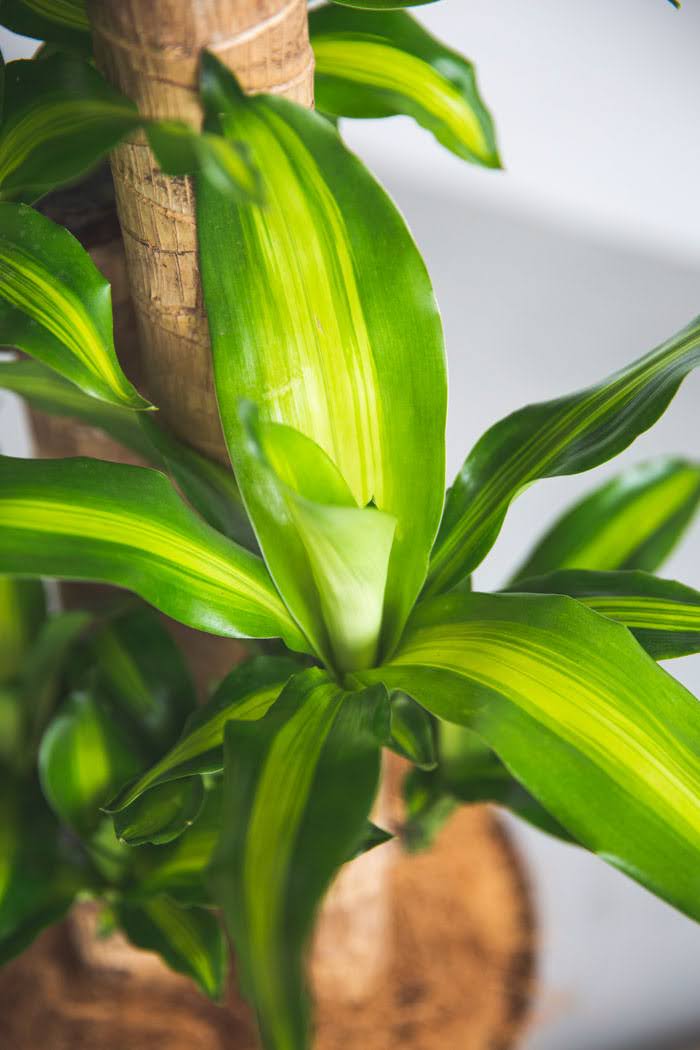 観葉植物 ドラセナ マッサンゲアナ（10号鉢）の写真7枚目