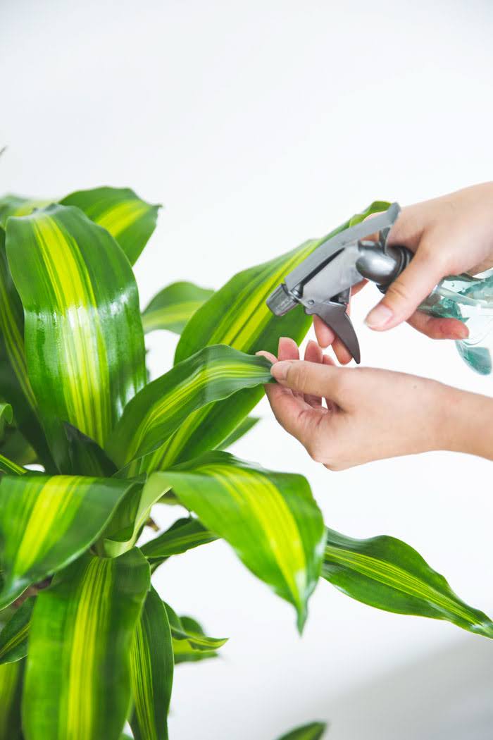 観葉植物 ドラセナ マッサンゲアナ（10号鉢）の写真8枚目