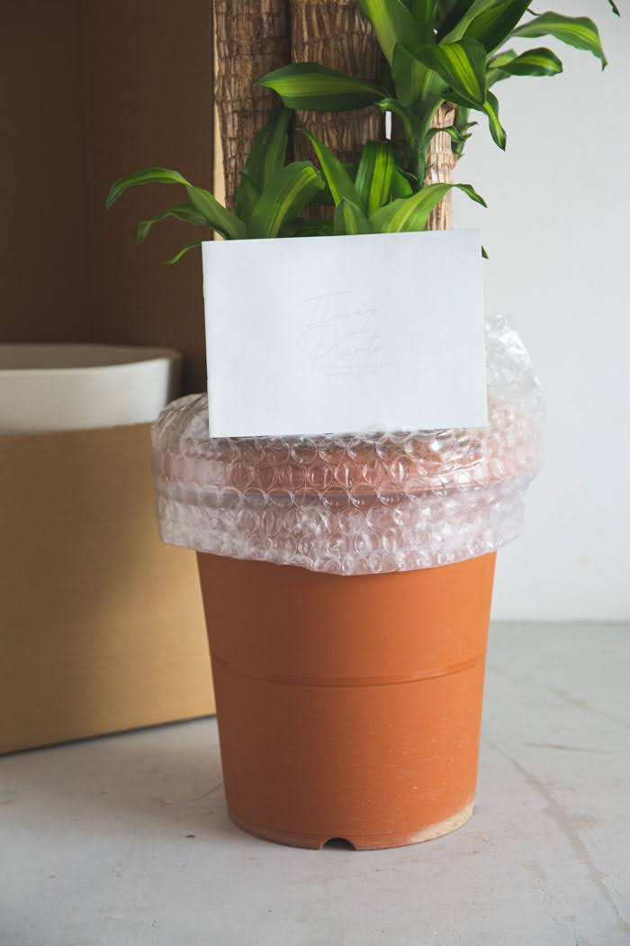 観葉植物 ドラセナ マッサンゲアナ（10号鉢）の写真9枚目